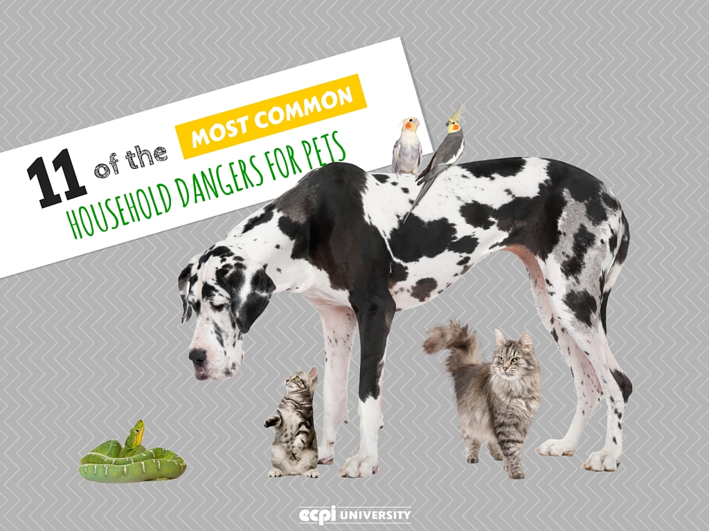 Most Common Household Dangers for Pets